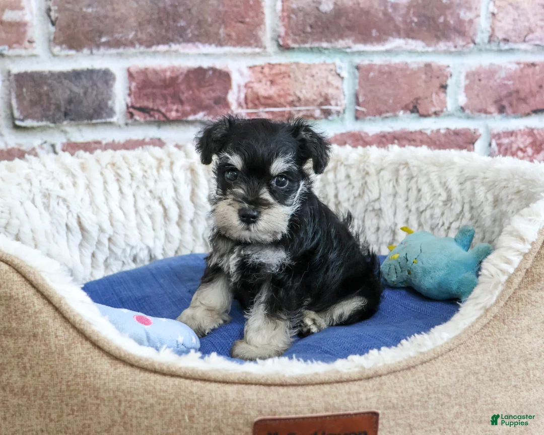 Miniature Schnauzer dogs for sale: Jacob - Ad 2