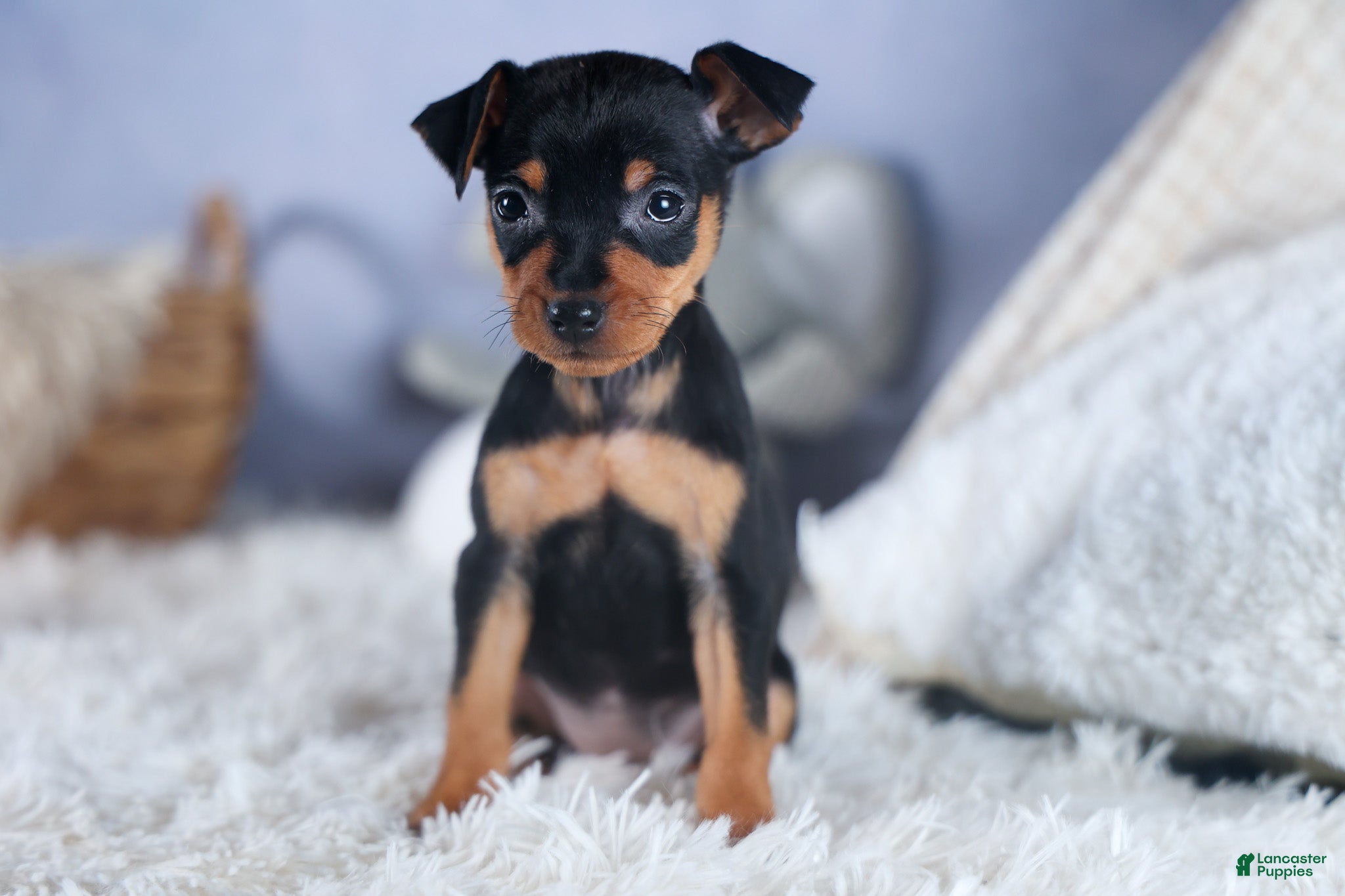 Miniature Pinscher dogs ANGEL - Ad 1