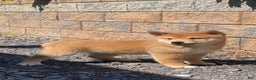 Shiba Inu dogs for sale: Ivy - Ad 5