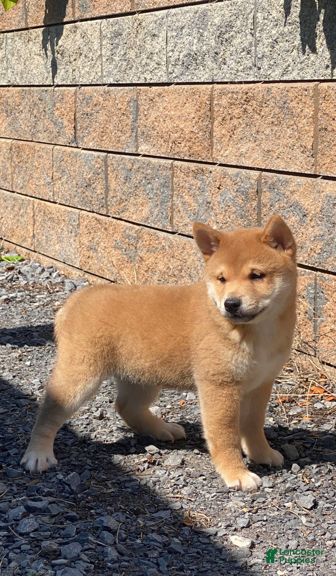 Shiba Inu dogs for sale: Ivy - Ad 5