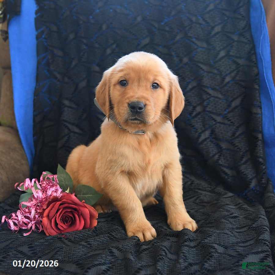 Golden Retriever dogs Jamie - Ad 5