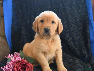 Golden Retriever dogs Jamie - Ad 19