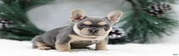 French Bulldog dogs for sale: Kasper - Ad 4