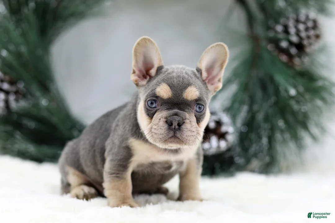 French Bulldog dogs for sale: Kasper - Ad 4