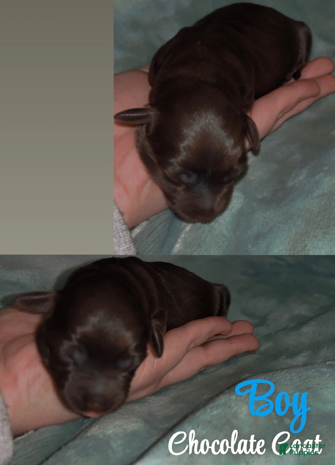 Labradoodle dogs for sale: Bear - Ad 1