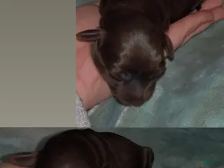 Labradoodle dogs Bear - Ad 5