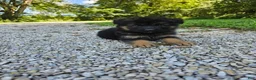 German Shepherd dogs for sale: Roxie  - Ad 7