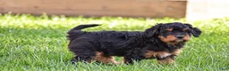 Mixed Breed dogs for sale: Samson - Mini Bernedoodle - Ad 5