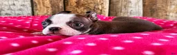 Boston Terrier dogs for sale: Ancho - Ad 3