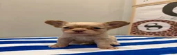 French Bulldog dogs for sale: Beefy - Ad 5
