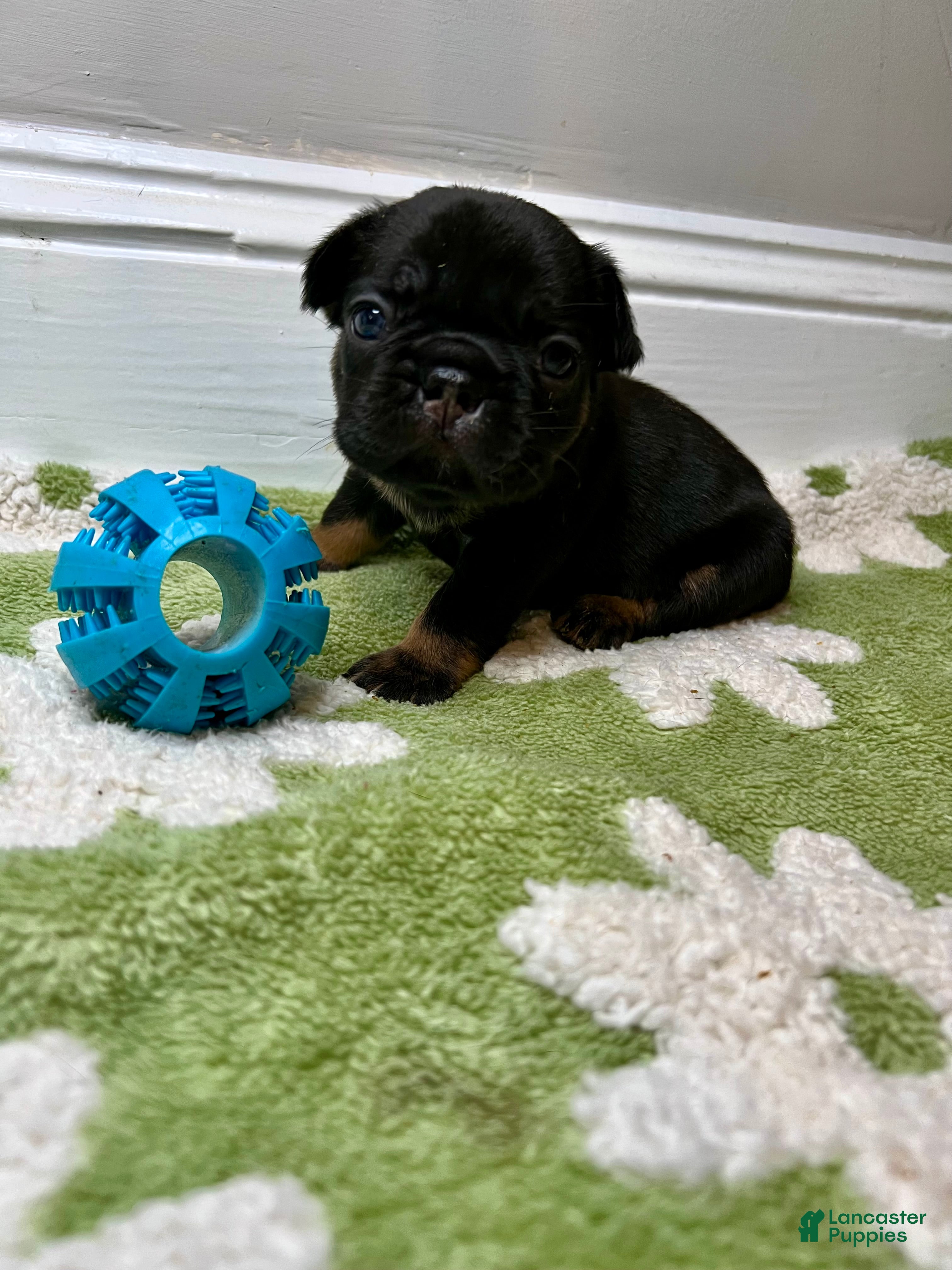 French Bulldog dogs for sale: Poppy - Ad 1