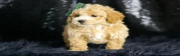 Maltipoo dogs for sale: Pancakes - Ad 5