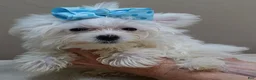 Maltese dogs for sale: 1.75 lbs  TEACUP - Ad 5