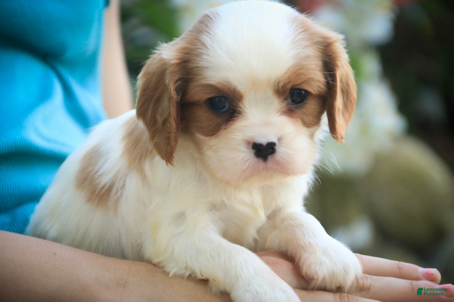 Cavalier King Charles Spaniel dogs Maple Cavalier King Charles Spaniel  - Ad 2