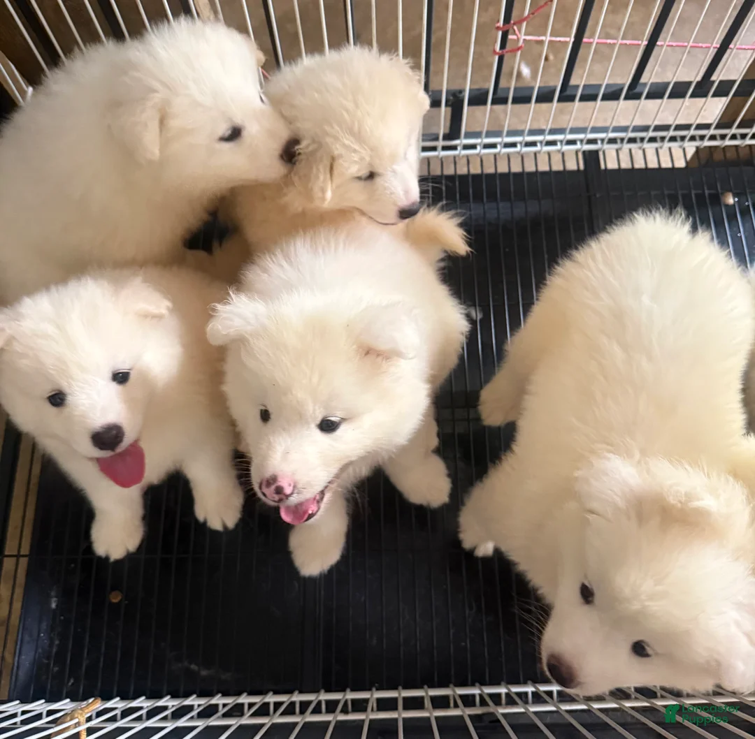 Samoyed dogs for sale:  1 - Ad 1