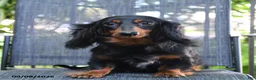 Miniature Dachshund dogs for sale: Nugget - Ad 6