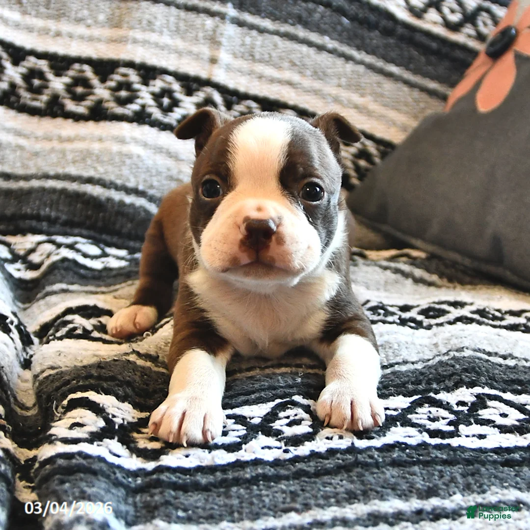 Boston Terrier dogs for sale: Homer - Ad 2