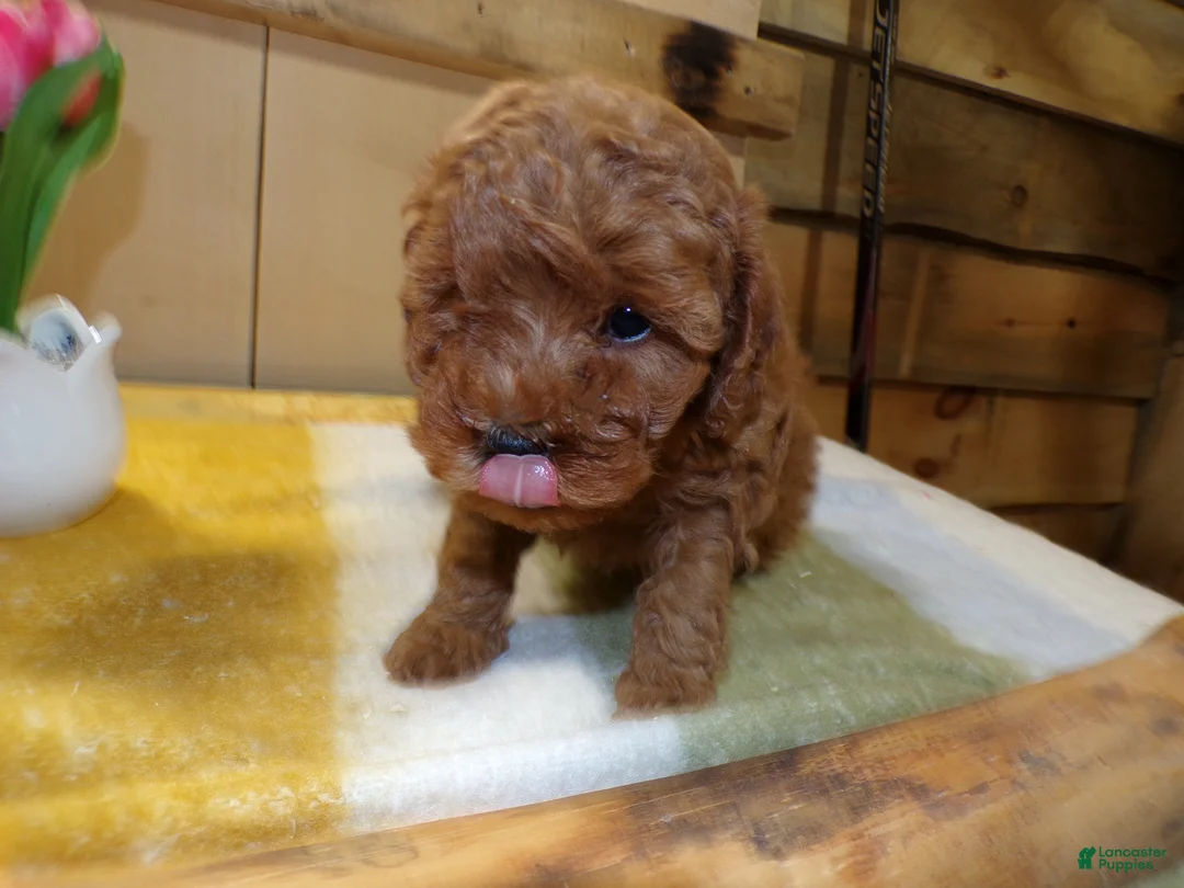 Mini Goldendoodle dogs for sale: Mini Goldendoodle Puppy 3 Patty - Ad 2