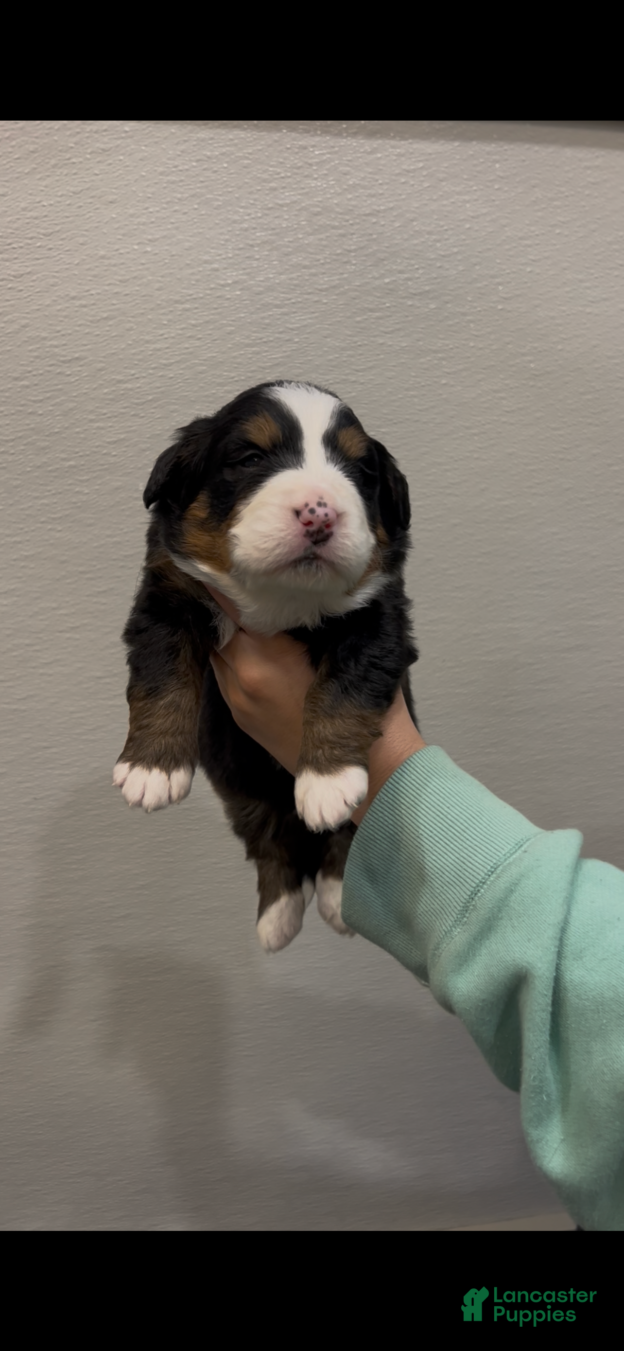 Bernese Mountain Dog dogs Sugar  - Ad 1
