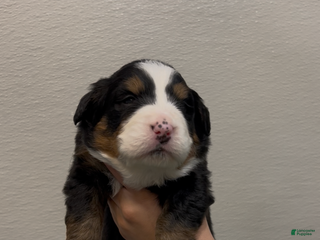Bernese Mountain Dog dogs Sugar - Ad 1