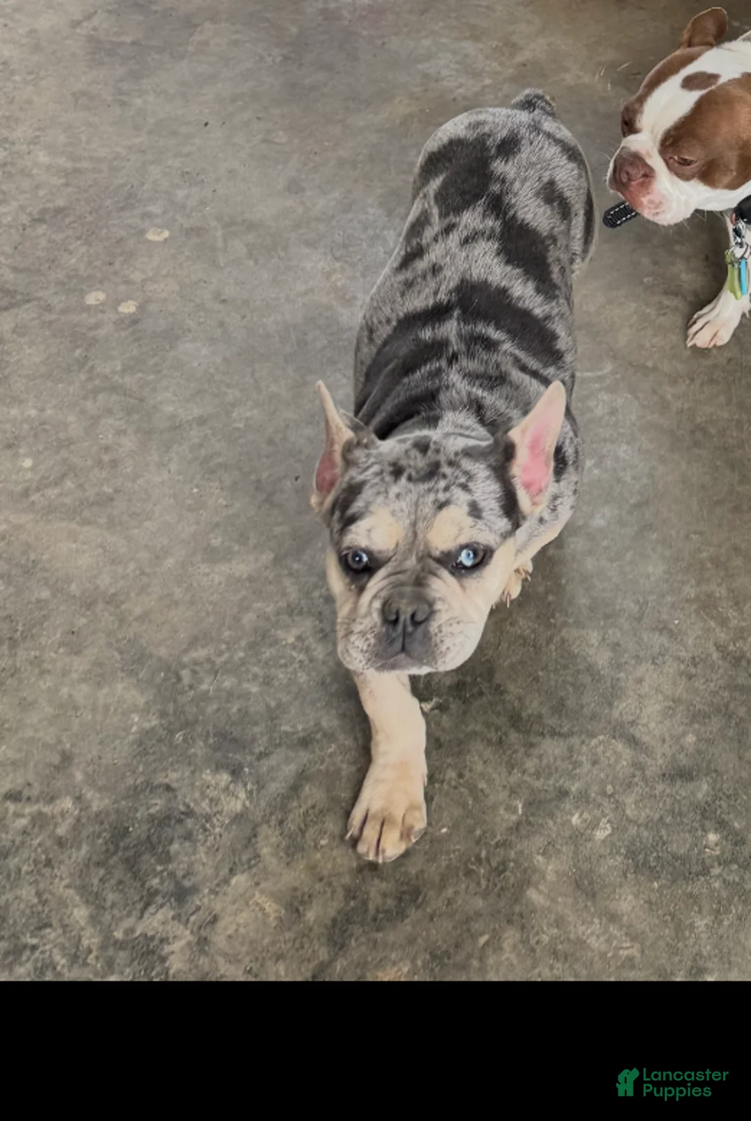 French Bulldog dogs for sale: French Bulldog Puppy 1 - Ad 2