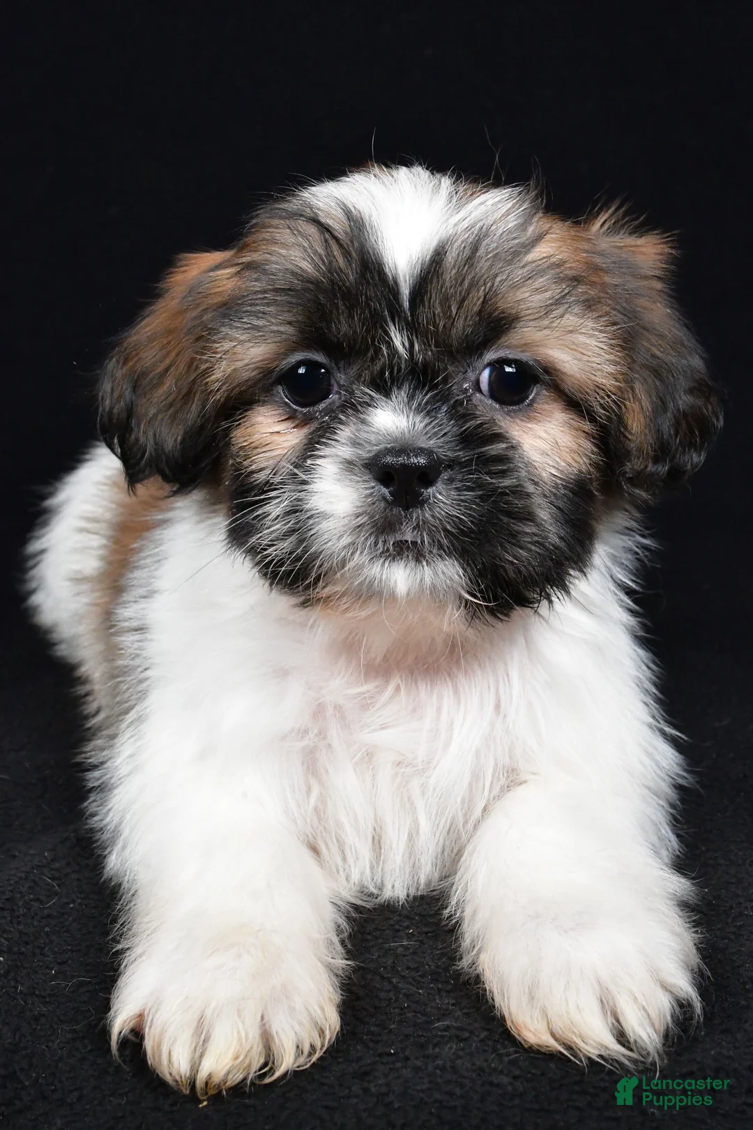 Shih Tzu dogs for sale: Bailey - Ad 4
