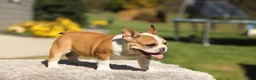 French Bulldog dogs for sale: Oasis – Fawn/White - Ad 3