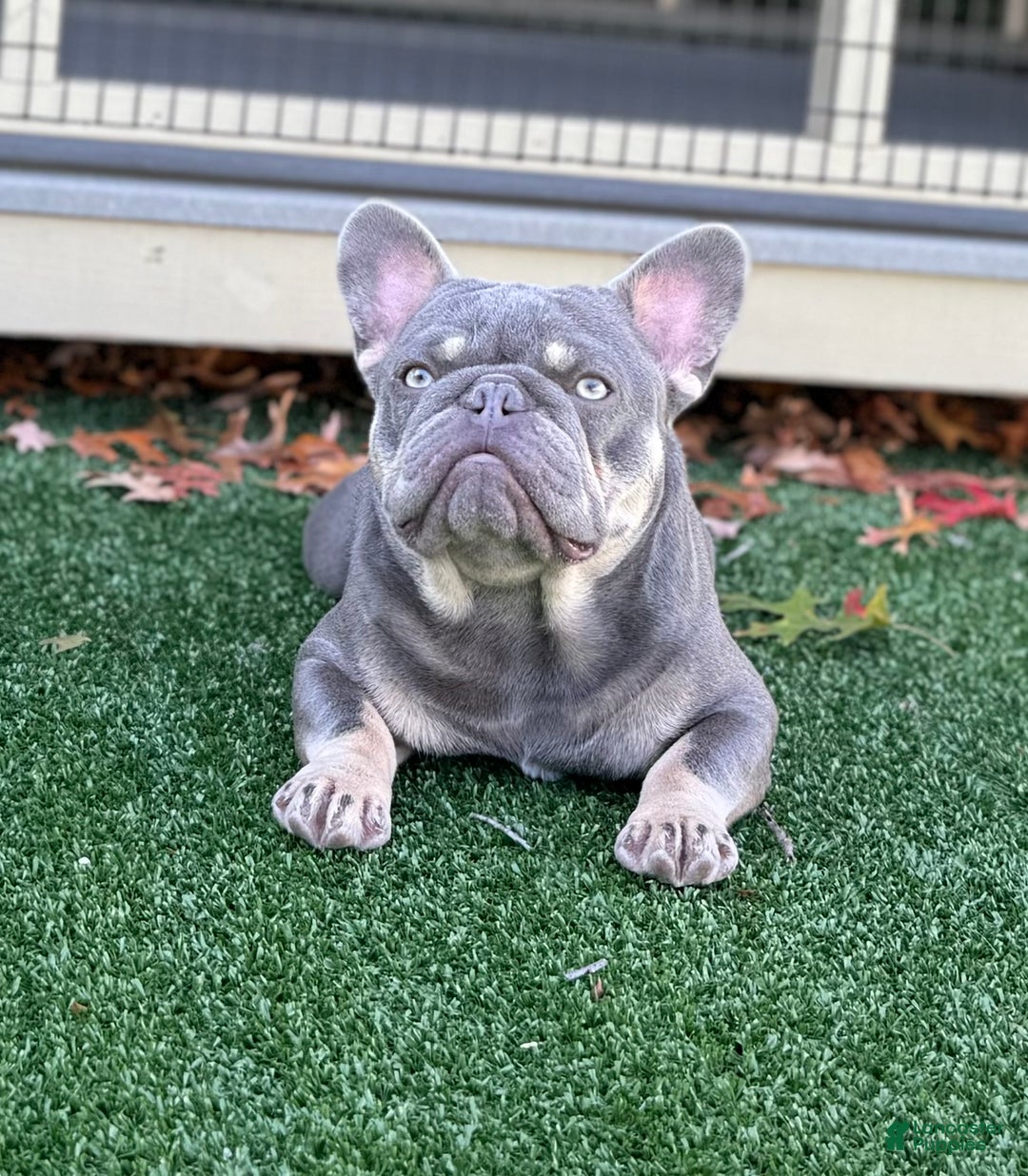 French Bulldog dogs for stud: Isabella pied/Lilac tan carrying testable STUD - Ad 4