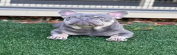 French Bulldog dogs for stud: Isabella pied/Lilac tan carrying testable STUD - Ad 4