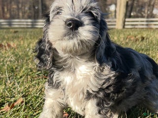 Cockapoo dogs Venus - Ad 21