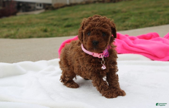 Toy Poodle dogs Maggie  - Ad 1