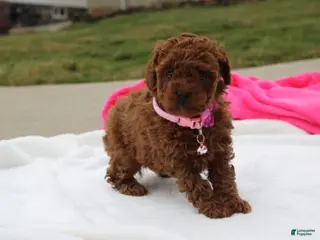 Toy Poodle dogs for sale: Maggie - Ad 4
