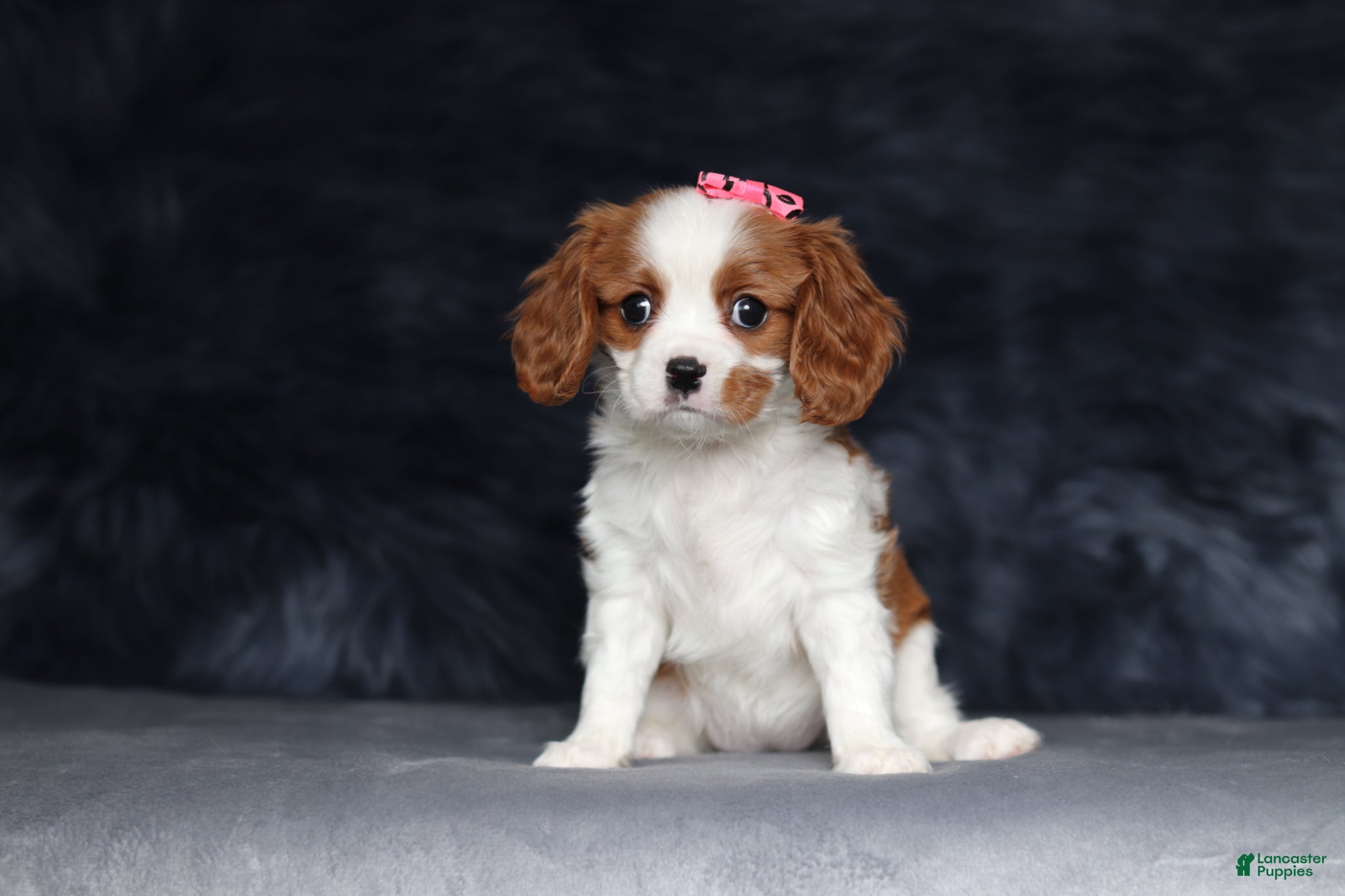 Cavalier King Charles Spaniel dogs Daisy  - Ad 1