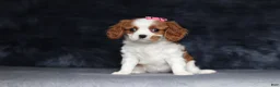 Cavalier King Charles Spaniel dogs for sale: Daisy  - Ad 1