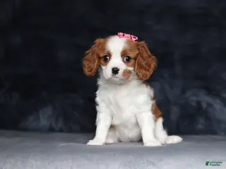 Cavalier King Charles Spaniel dogs for sale: Daisy - Ad 1