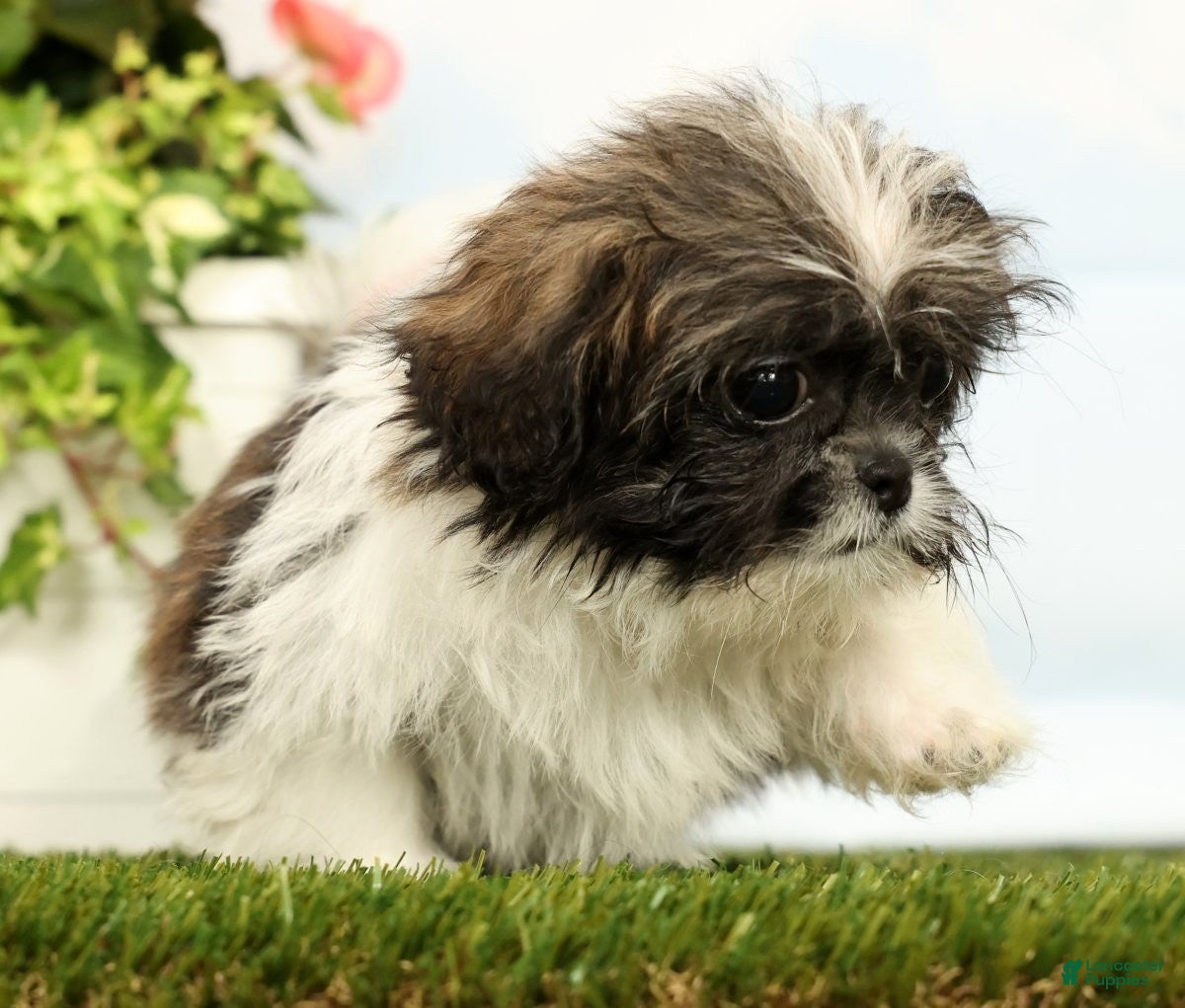 Shih Tzu dogs Juniper - Ad 2