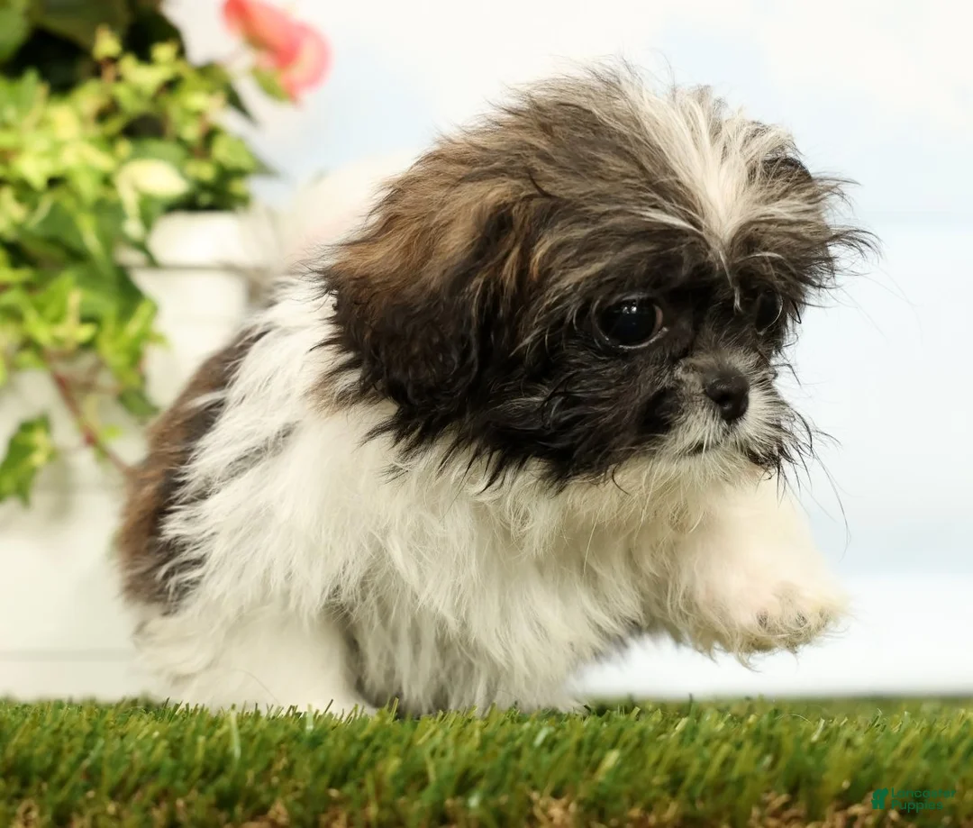 Shih Tzu dogs for sale: Juniper - Ad 2