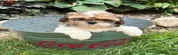 Shih Tzu dogs for sale: Clover - Ad 3