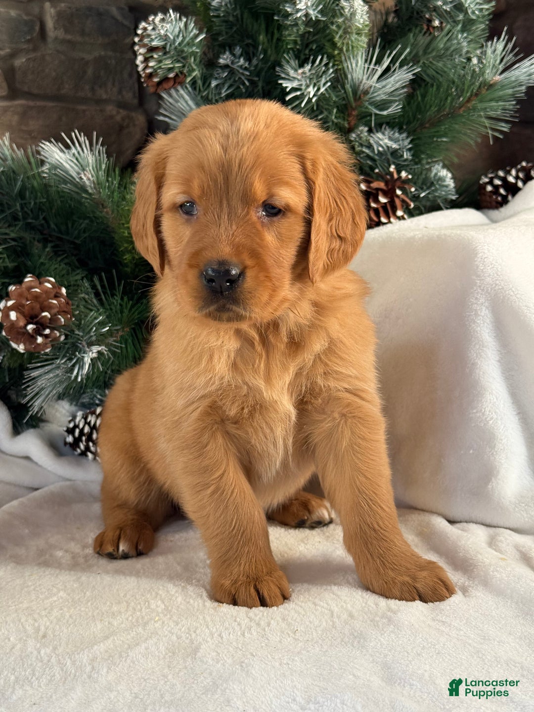 Golden Retriever dogs for sale: Kira - Ad 4