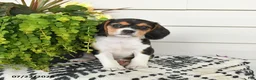 Beaglier dogs for sale: Maya - Ad 3
