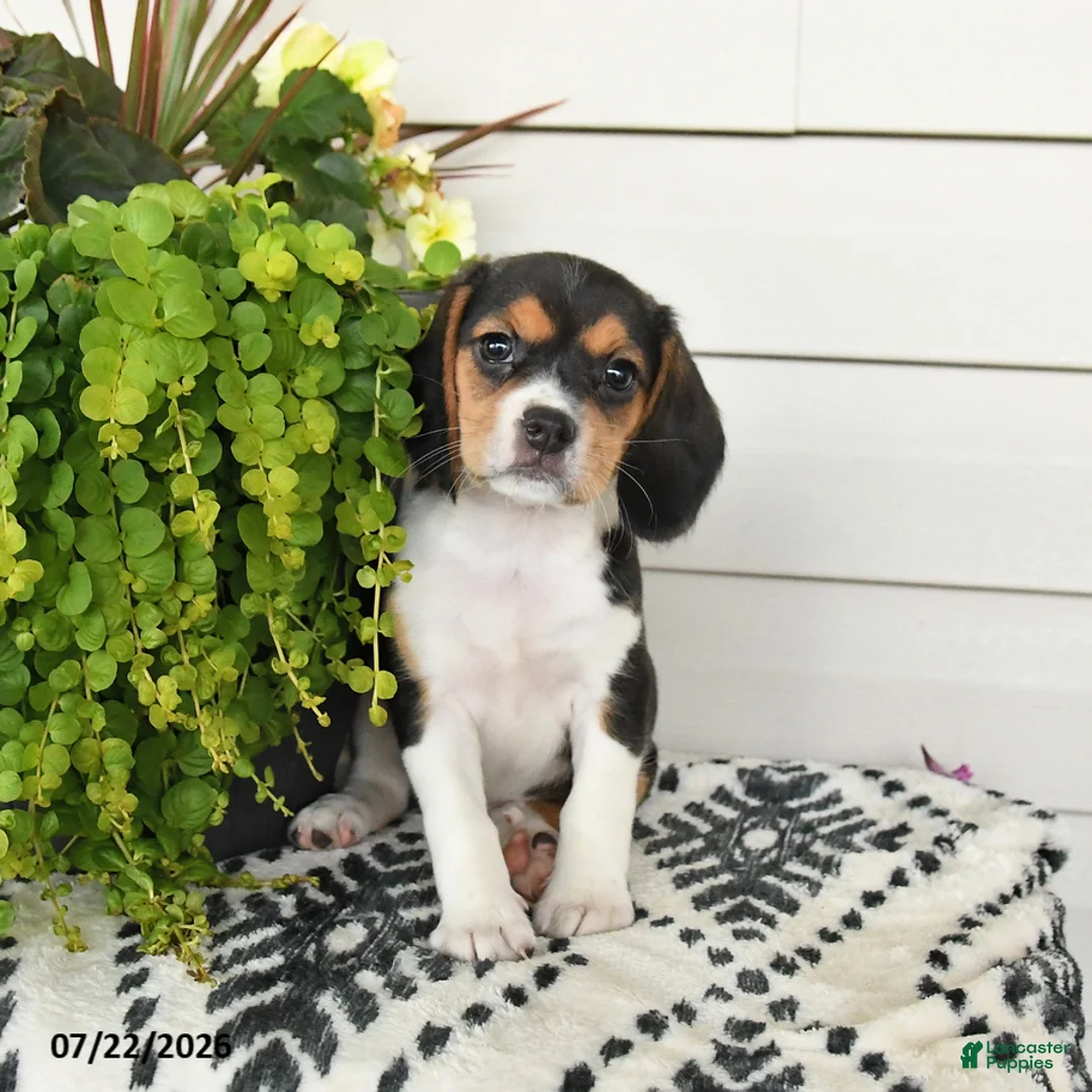 Beaglier dogs for sale: Maya - Ad 3