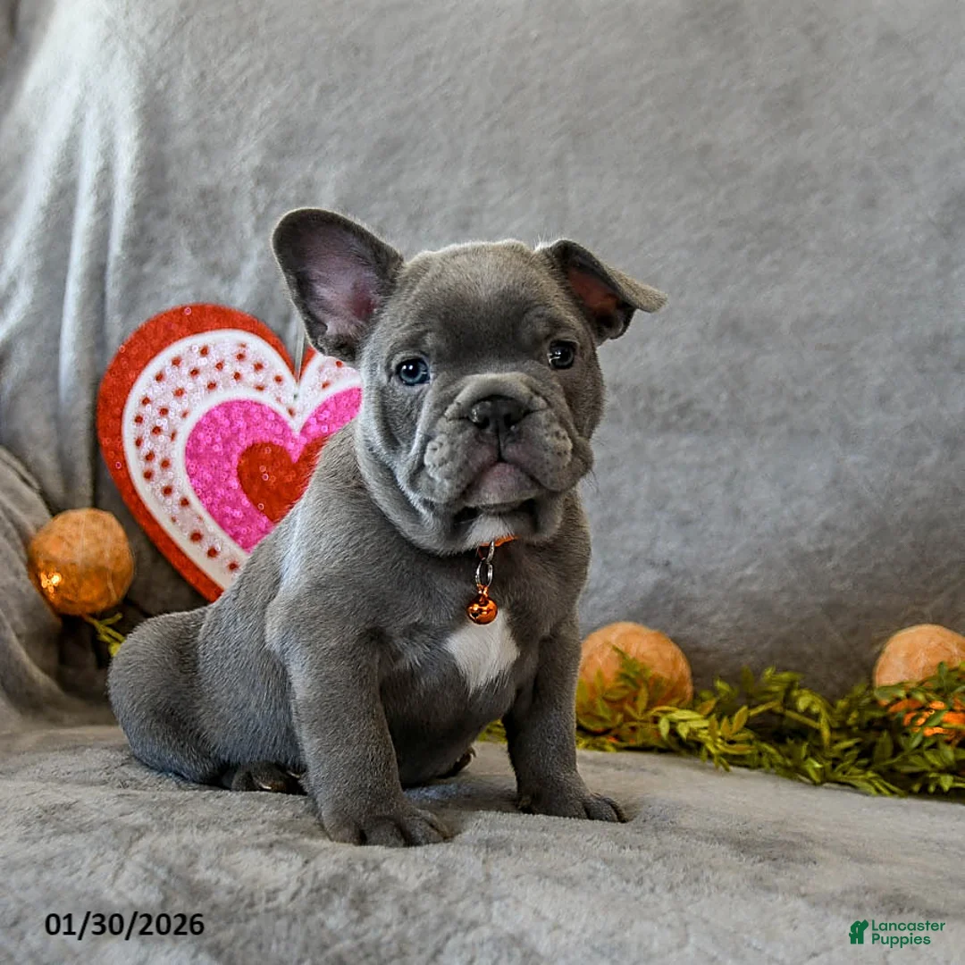 French Bulldog dogs for sale: Winston - Ad 2