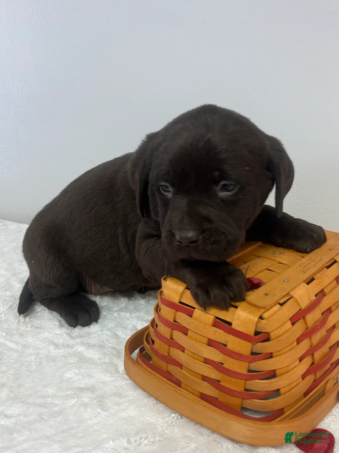 Labrador Retriever dogs for sale: Jax - Ad 2