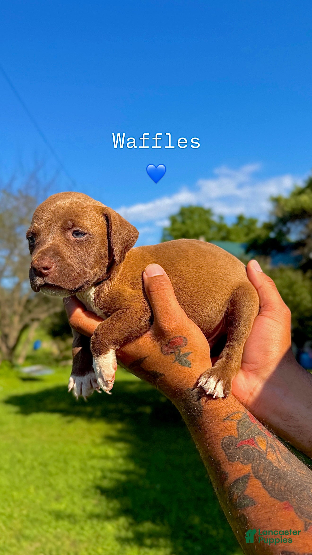 Mixed Breed dogs Mixed Breed 8 - Ad 9