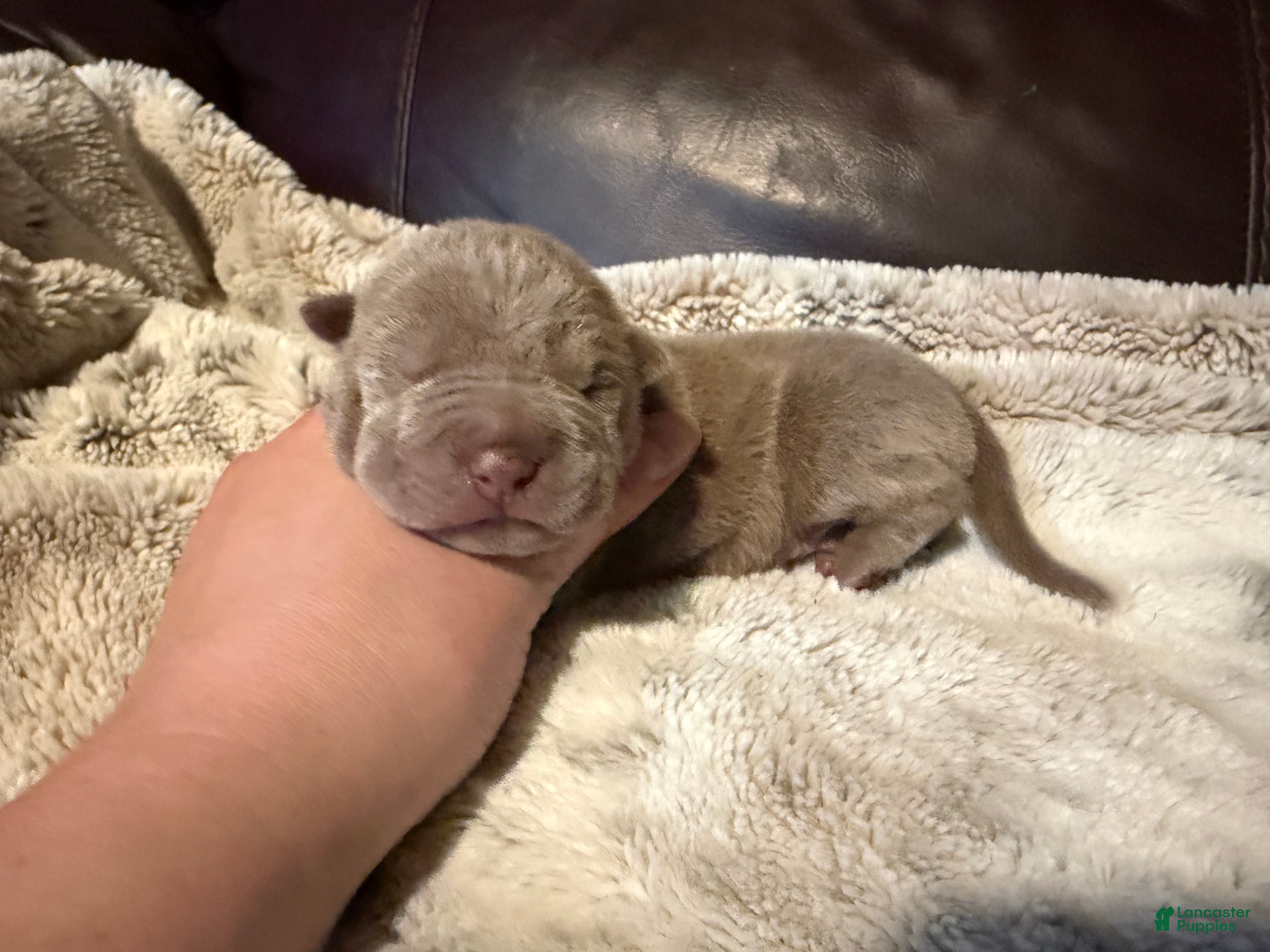 Shar Pei dogs for sale: Olive - Ad 2