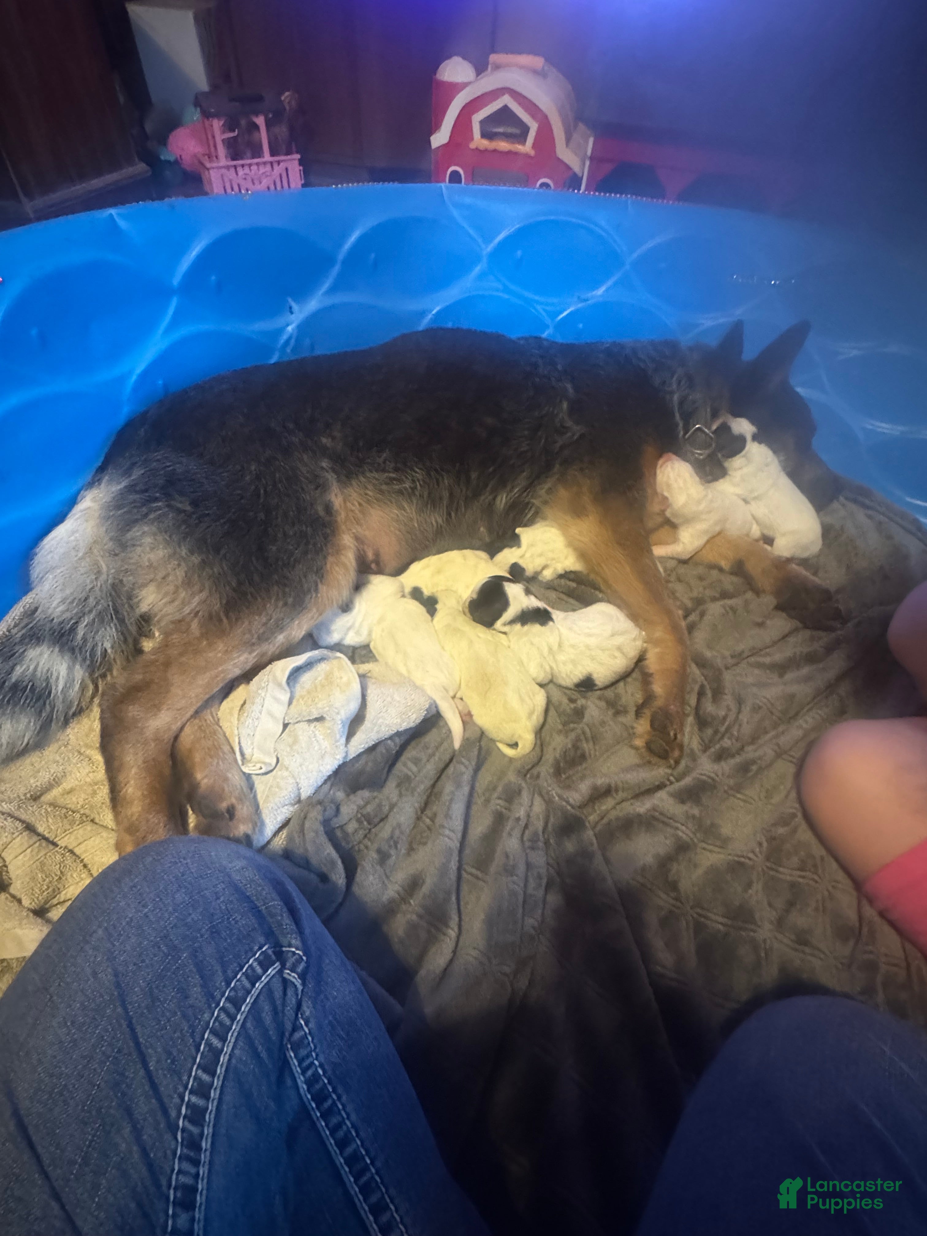 Australian Cattle Dog dogs Australian Cattle Dog Puppy 8 - Ad 36