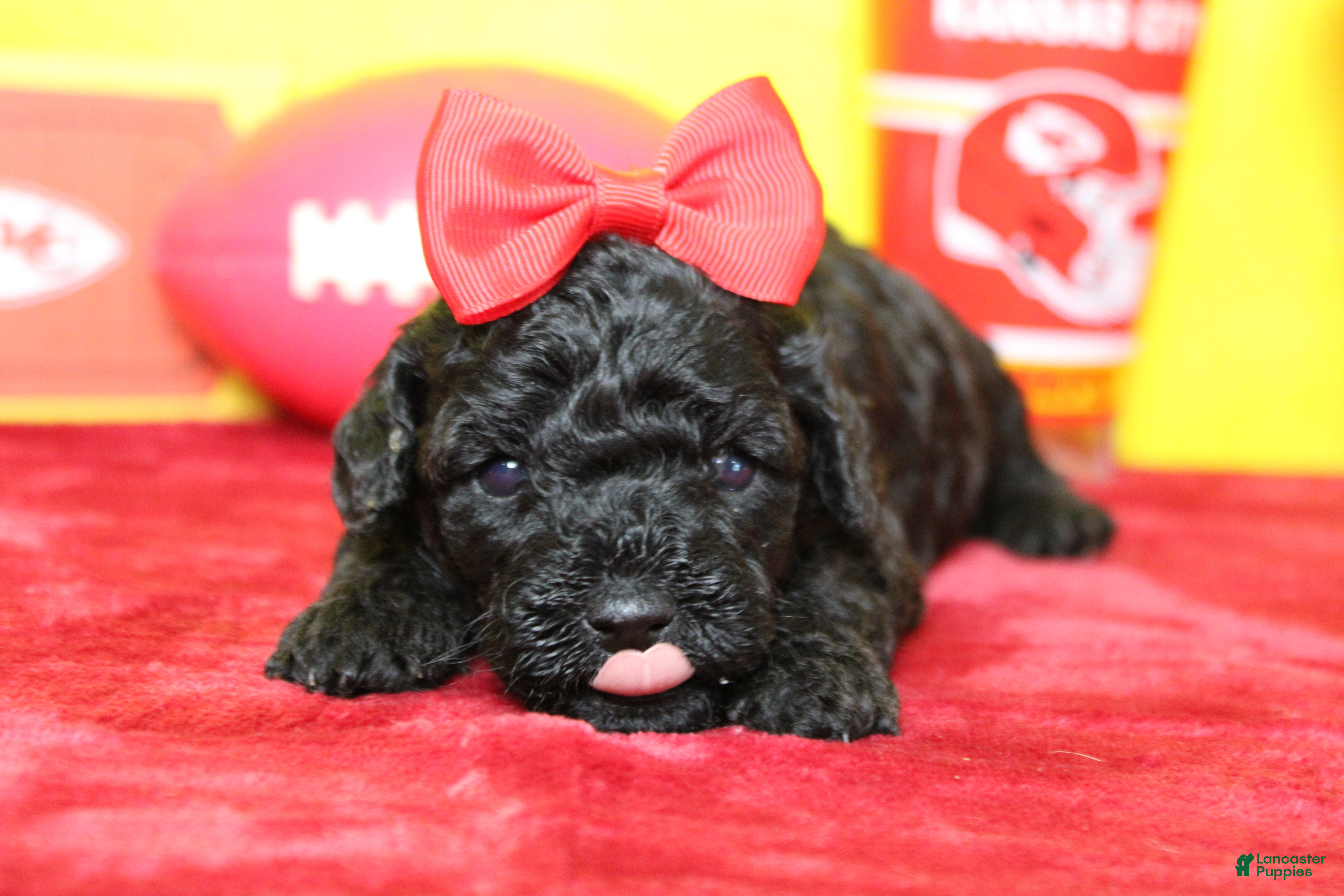 Toy Poodle dogs for sale: Sydney - Ad 16