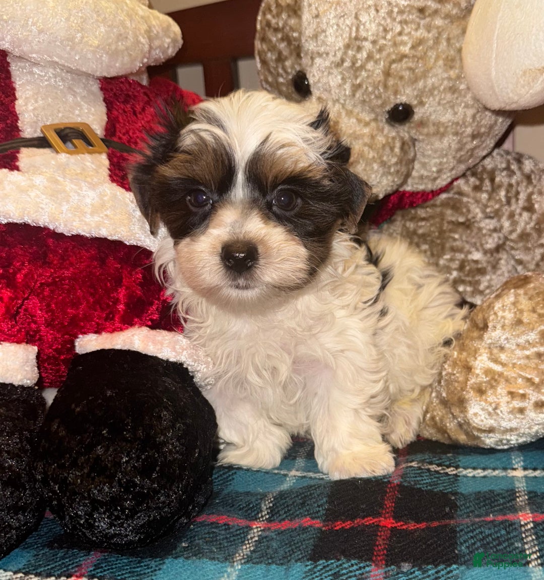 Yorkshire Terrier dogs for sale: Yorkshire Terrier Puppy 1 - Ad 2