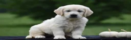 Golden Retriever dogs for sale: Daisy - Ad 5