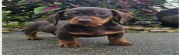Dachshund dogs for sale: Rock - Ad 7